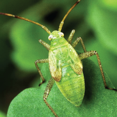 Green Services Termite & Pest Control in Pinellas County, FL