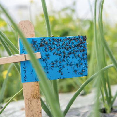 Green Services Termite & Pest Control in Pinellas County, FL