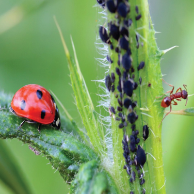 Green Services Termite & Pest Control in Pinellas County, FL